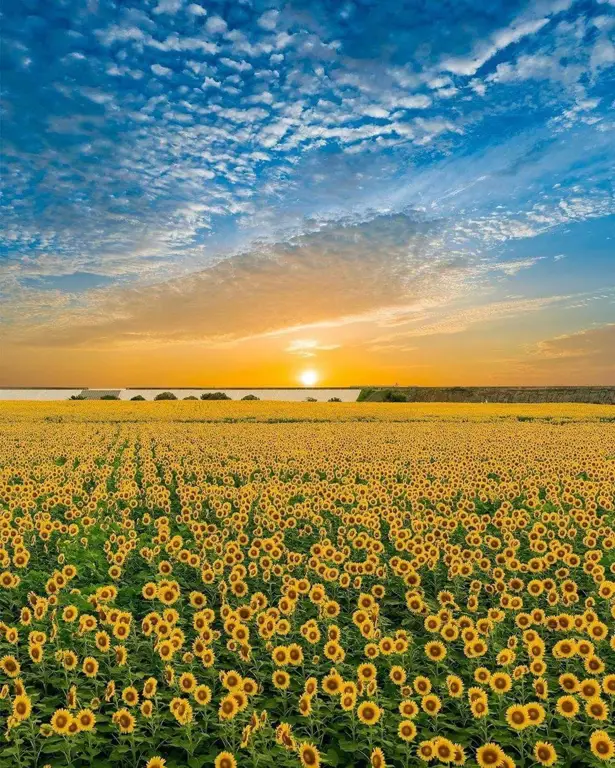 Pemandangan musim panas di Jepang yang indah