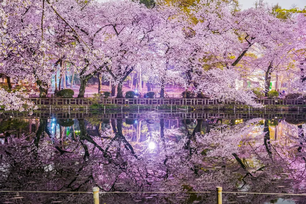 Taman Jepang dengan bunga sakura