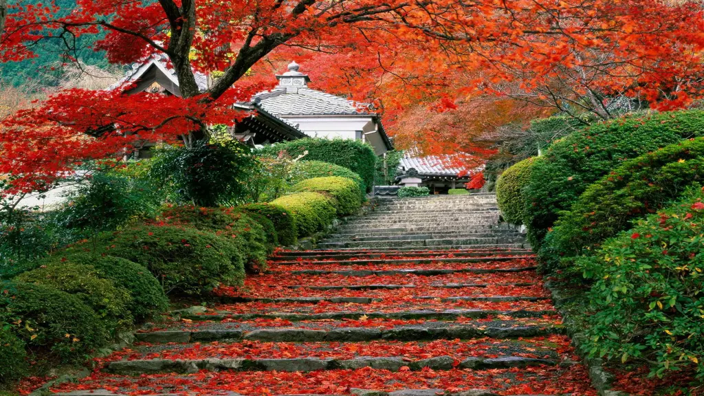 Pemandangan hutan Jepang yang indah