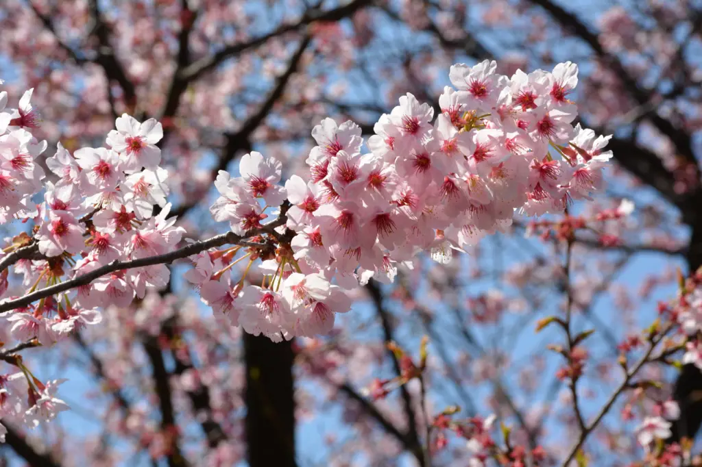 Bunga Sakura mekar