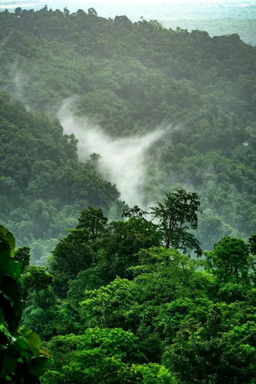 Pemandangan hutan yang indah