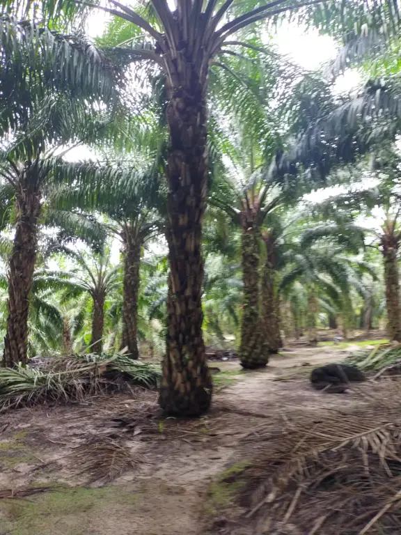 Pemandangan alam di Kecamatan Bandar Pasir Mandoge