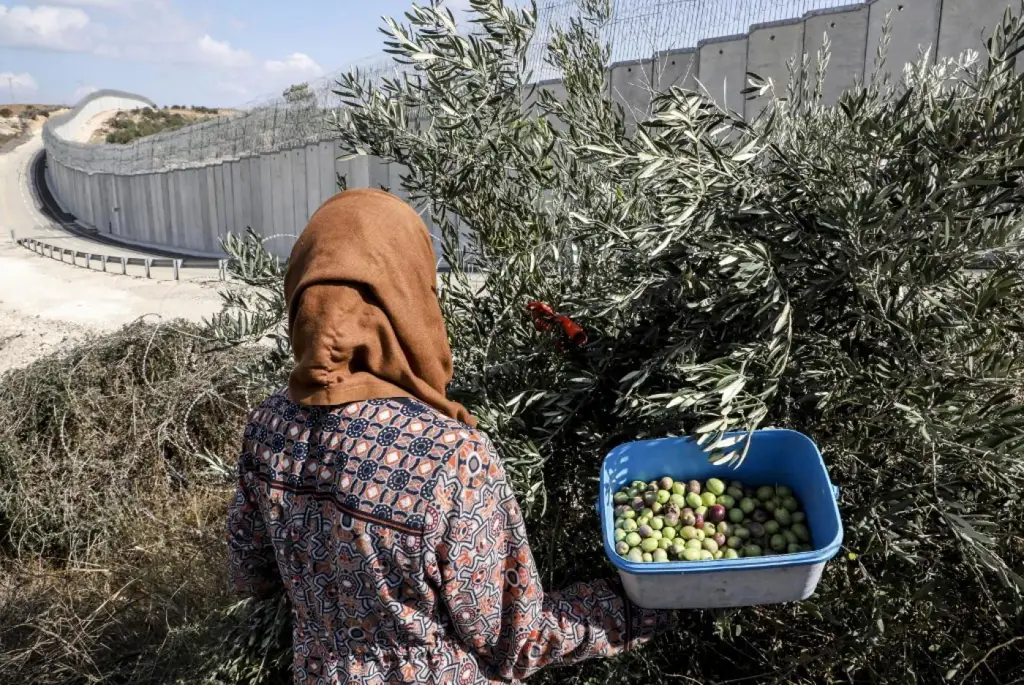 Pohon zaitun di Palestina