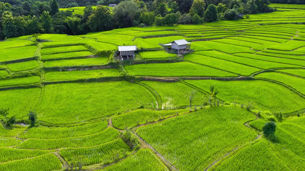 Sawah hijau di sekitar Bandar Kedungmulyo