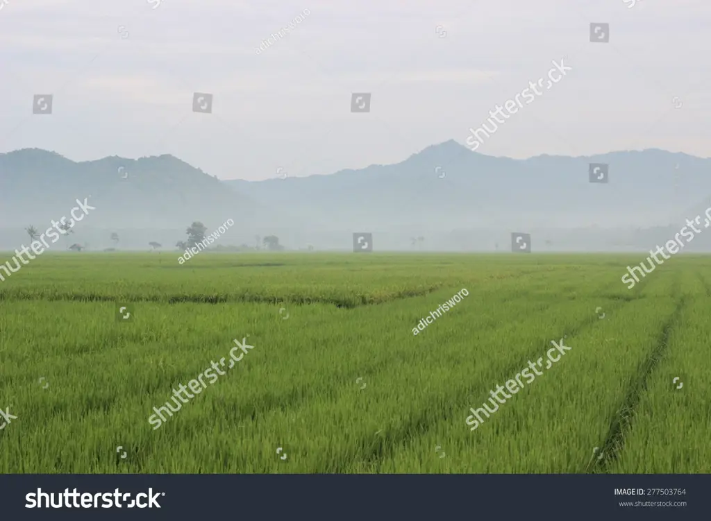 Pemandangan pedesaan yang indah