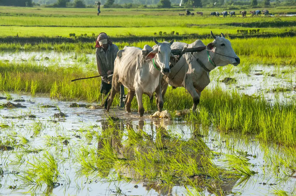 Pemandangan pedesaan Kamboja yang asri