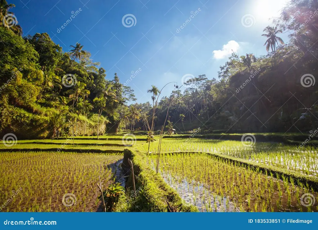 Pemandangan sawah hijau di Kotabumi