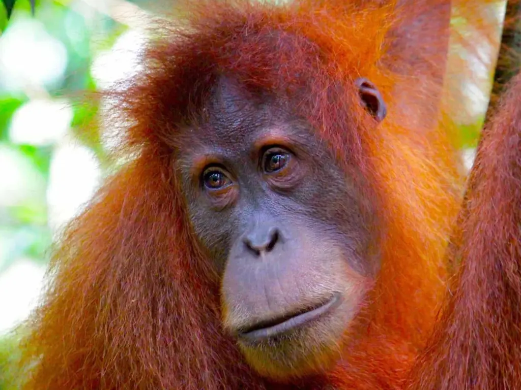 Orangutan Sumatera di habitat aslinya