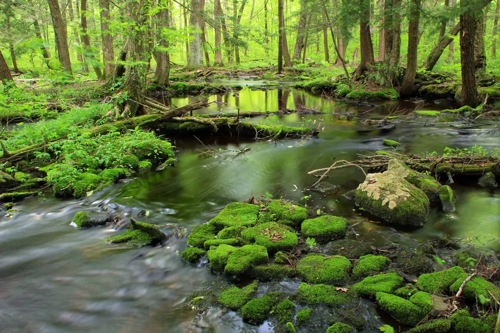 Pemandangan hutan yang rimbun