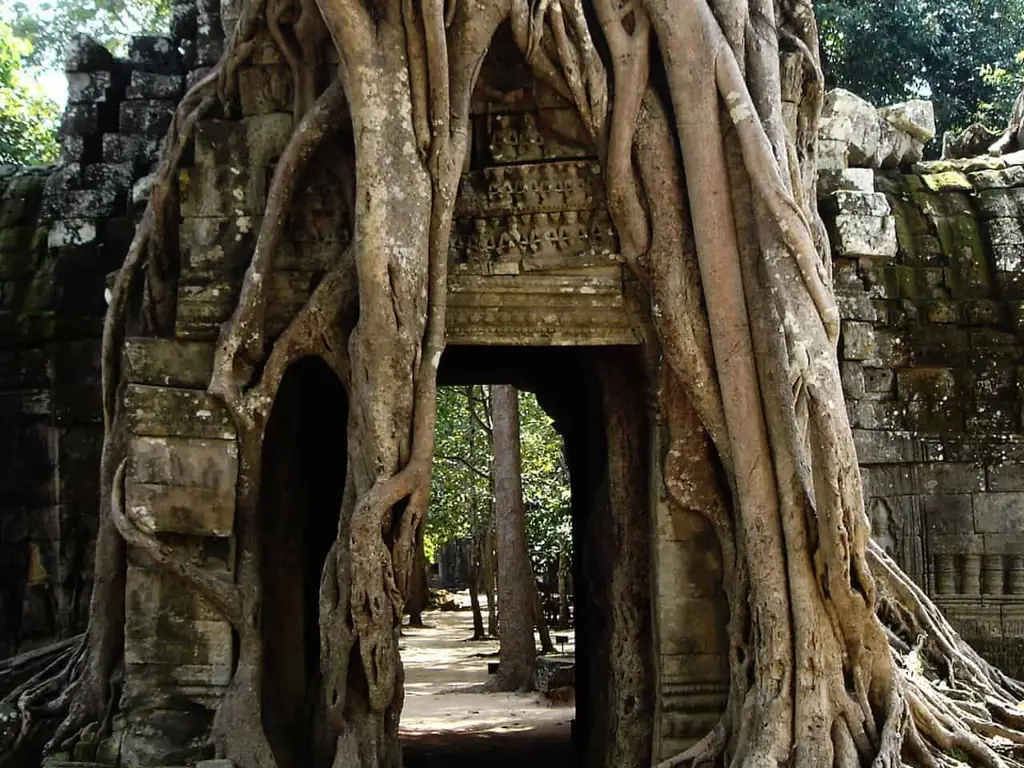 Candi Ta Prohm yang ditumbuhi tanaman