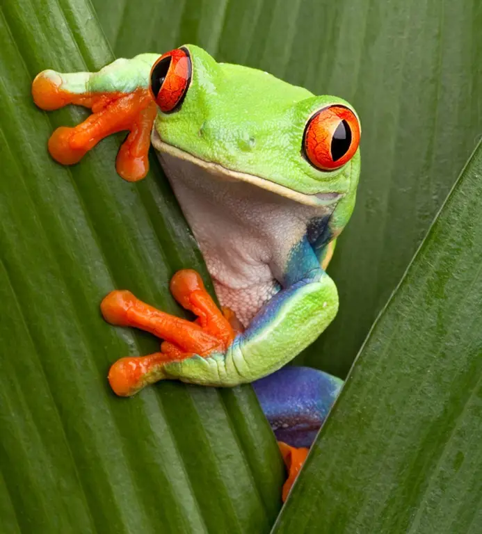 Katak-katak berwarna-warni