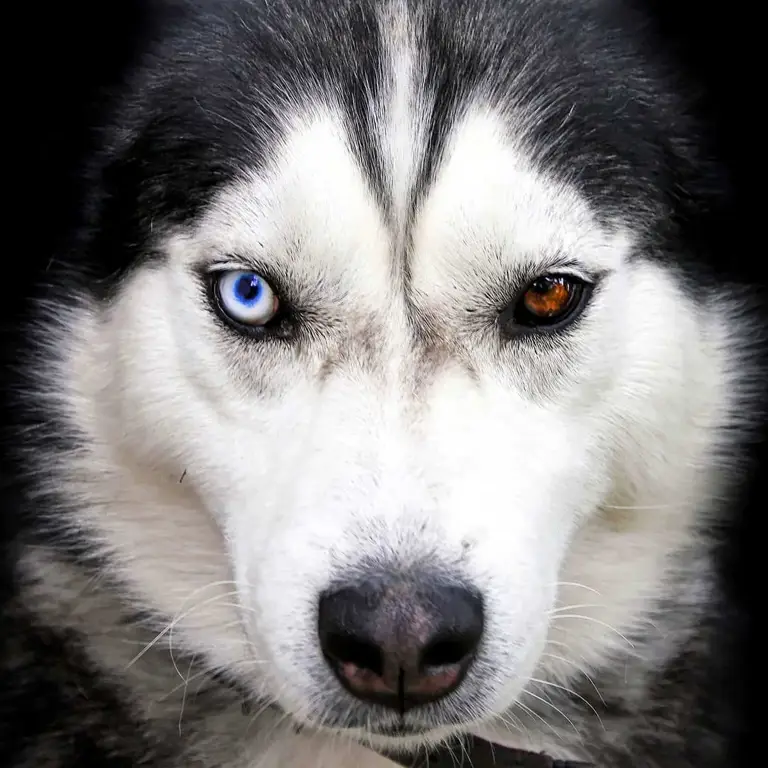 Anjing Siberian Husky dengan bulu tebal dan mata biru