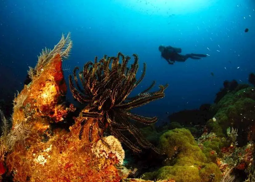 Pemandangan bawah laut Pulau Kamboja yang indah