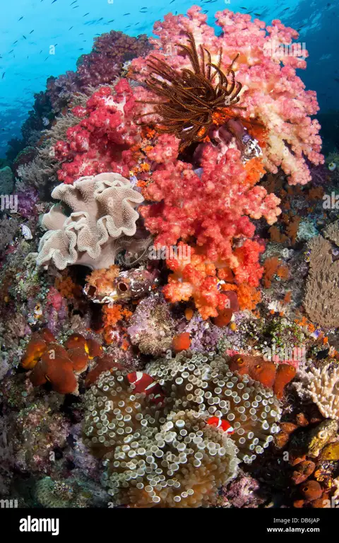 Keindahan bawah laut Raja Ampat