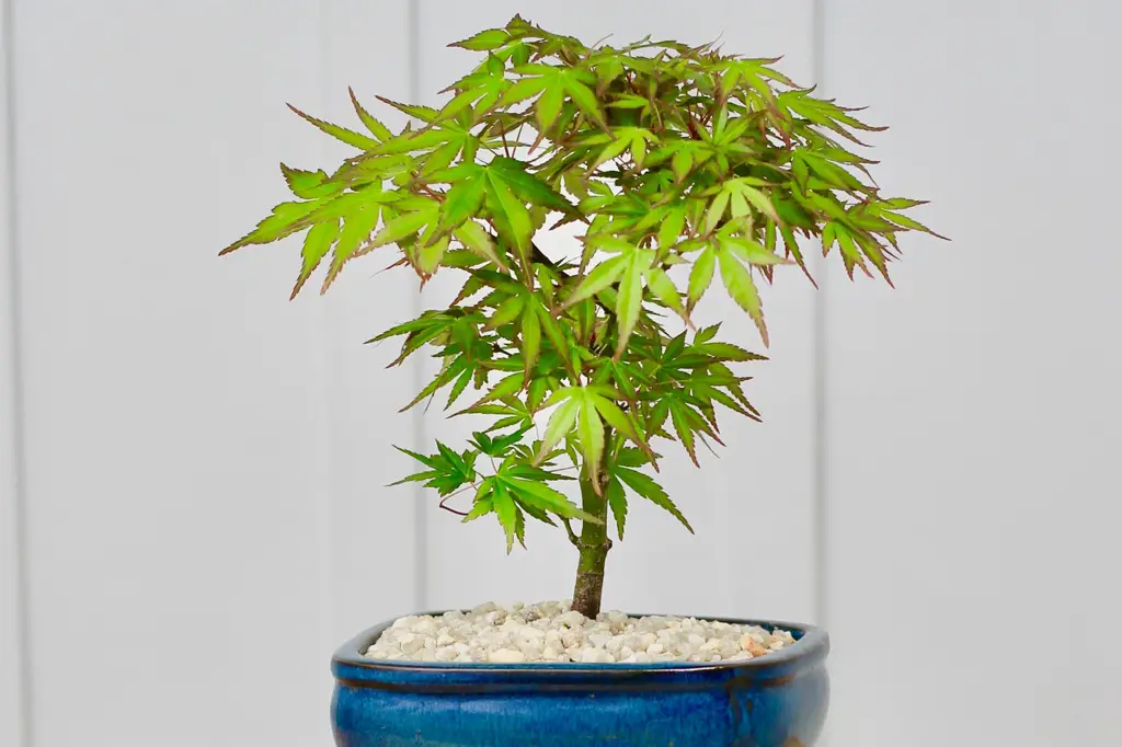 Contoh bonsai kamboja jepang yang sehat dan terawat dengan baik