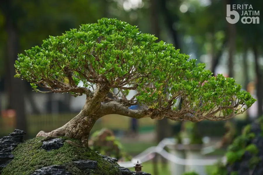 Bonsai Kamboja Jepang yang indah dan sehat