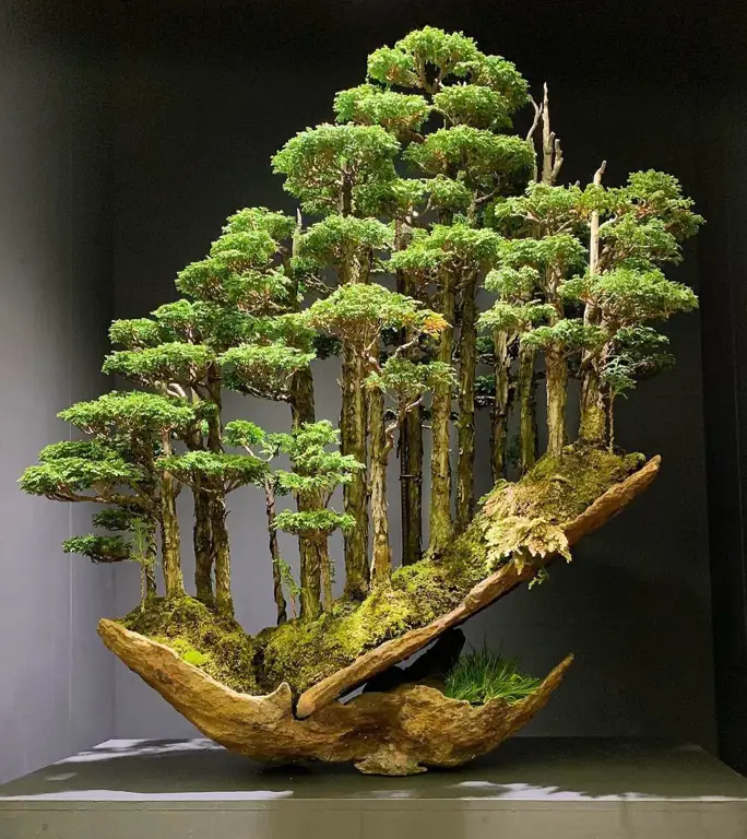 Bonsai Kamboja Jepang yang indah