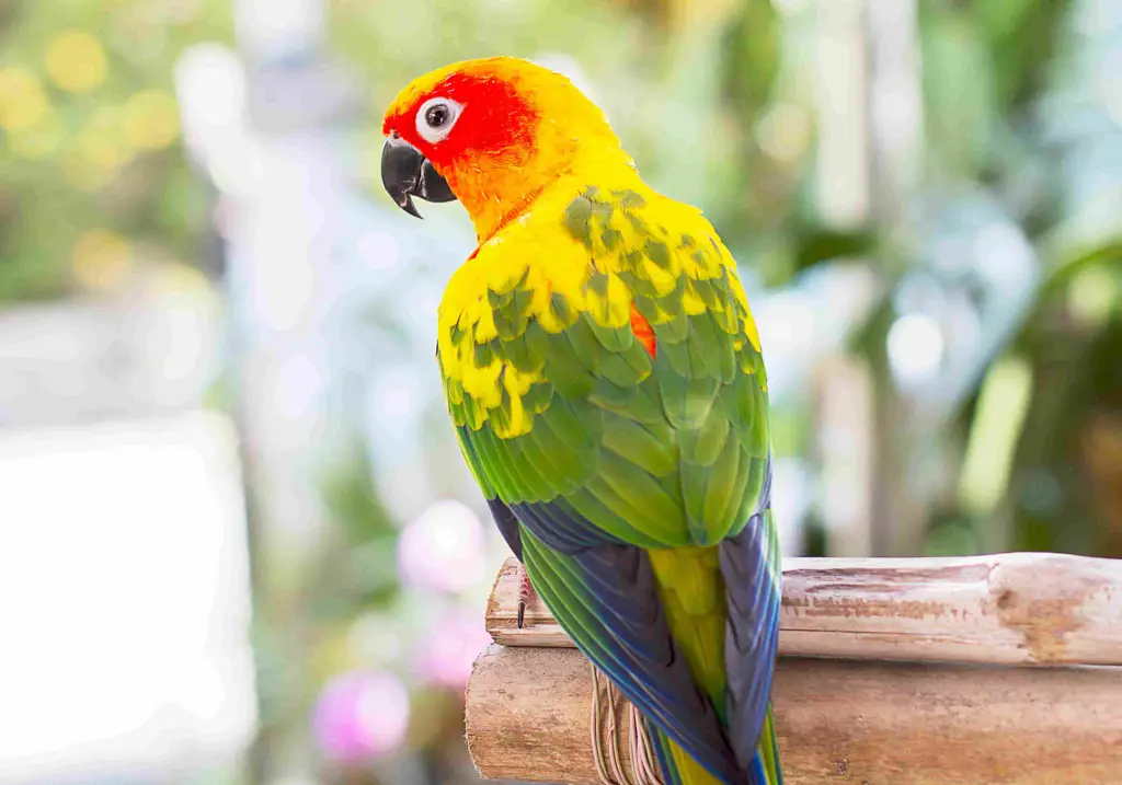 Burung Beo yang Berwarna-warni