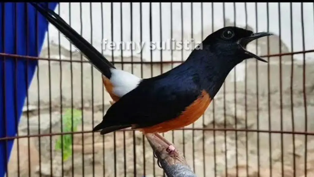 Gambar Murai Batu GTO dengan bulu dominan hitam dan biru