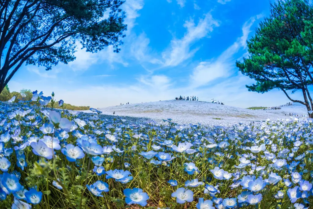 Gambar bunga biru khas Jepang