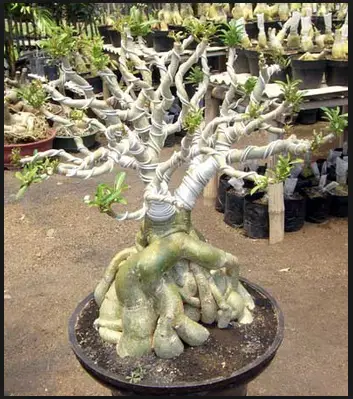 Bunga kamboja bonsai yang sedang mekar