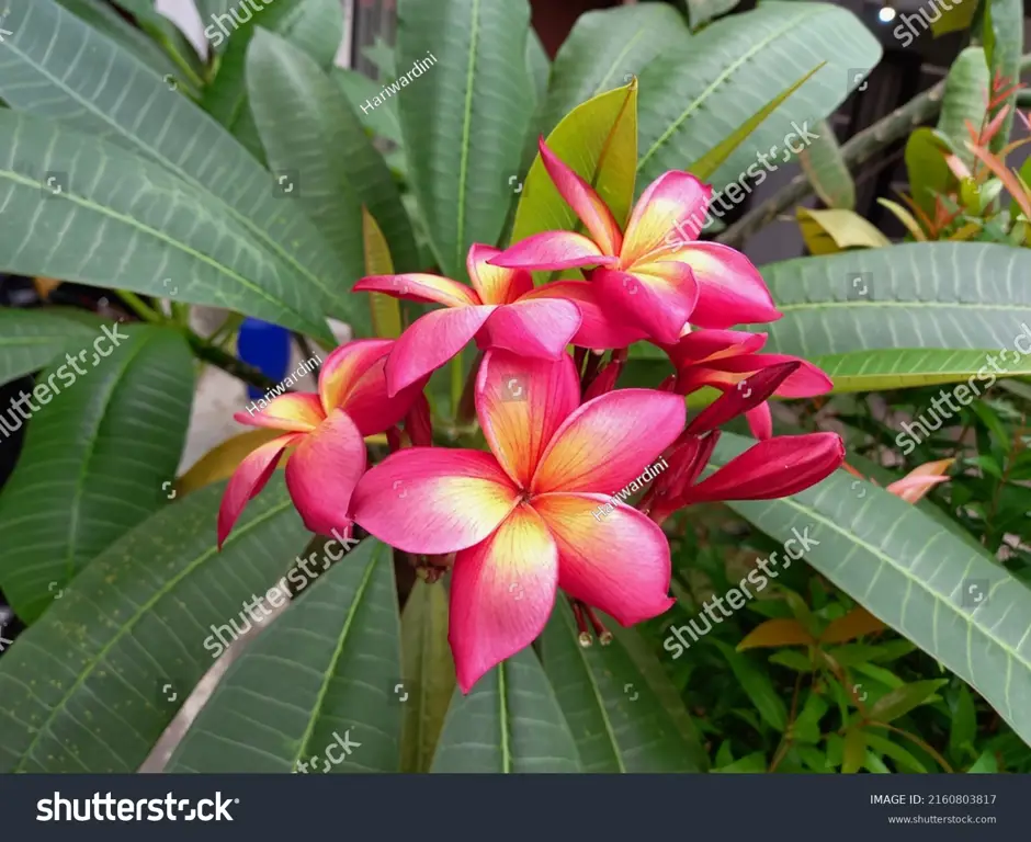 Beragam jenis bunga kamboja di Bali dengan warna dan bentuk yang berbeda-beda.