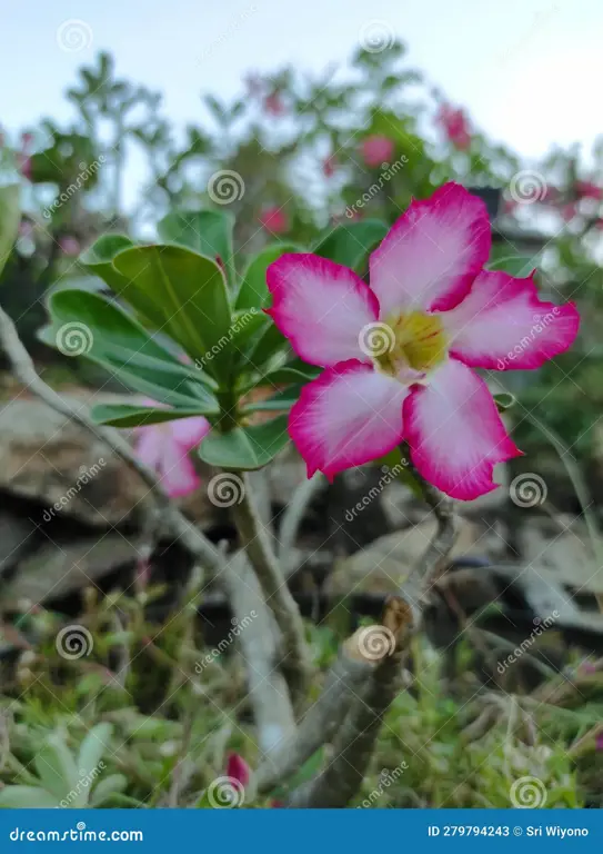 Close up bunga Kamboja bonsai yang sedang mekar