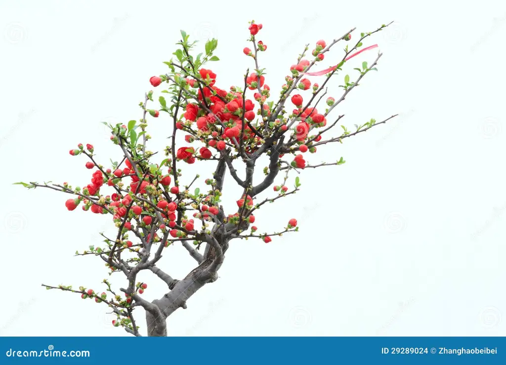 Bunga kamboja merah hati yang sedang mekar dengan latar belakang yang hijau