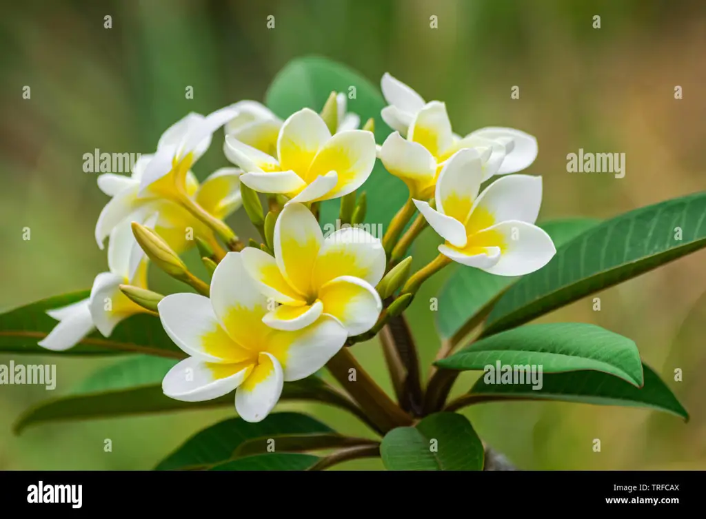 Bunga kamboja merah (Plumeria rubra)