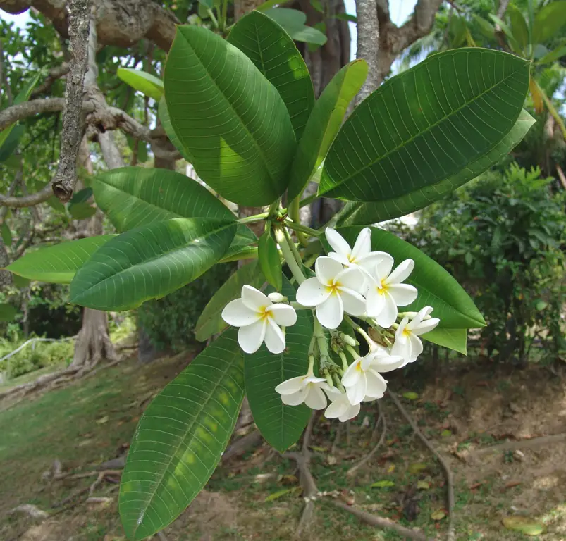 Berbagai jenis bunga kamboja Plumeria rubra dengan warna merah muda dan merah tua