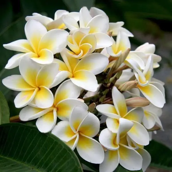 Bunga Kamboja Putih (Plumeria alba)