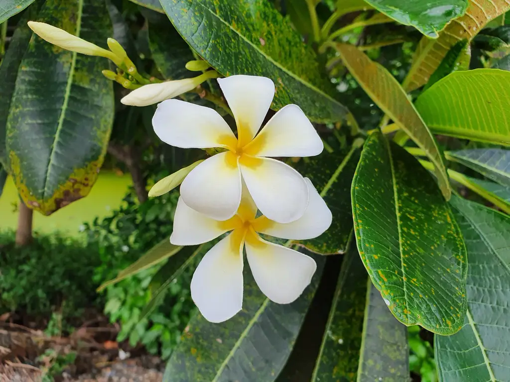 Bunga kamboja putih dengan detail kelopaknya yang indah