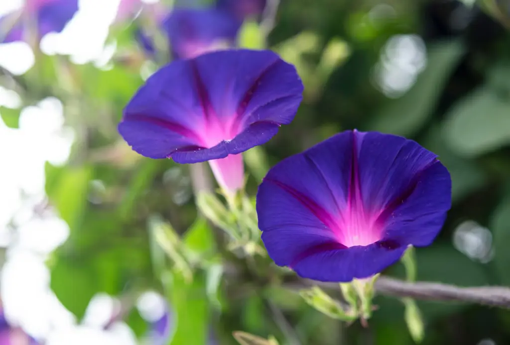 Foto close-up bunga morning glory yang indah