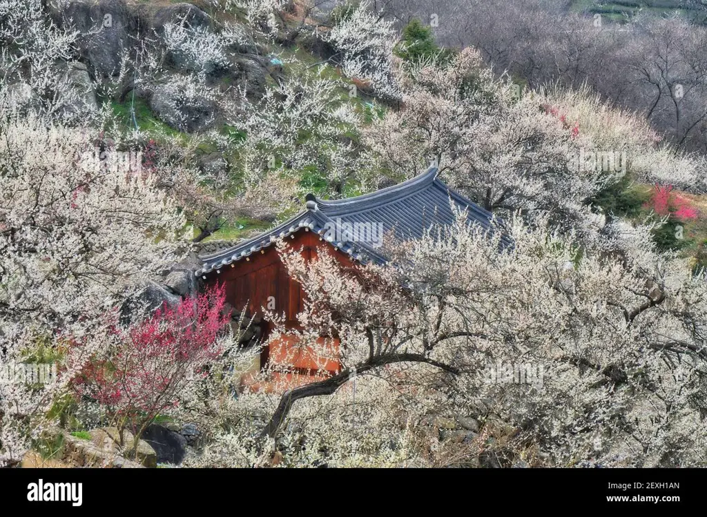 Bunga sakura mekar di desa Korea