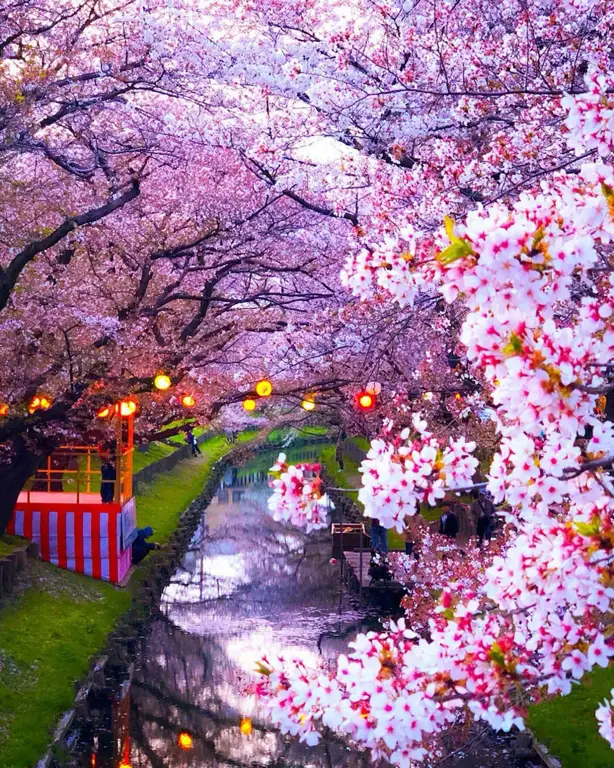 Gambar bunga sakura yang mekar di Jepang