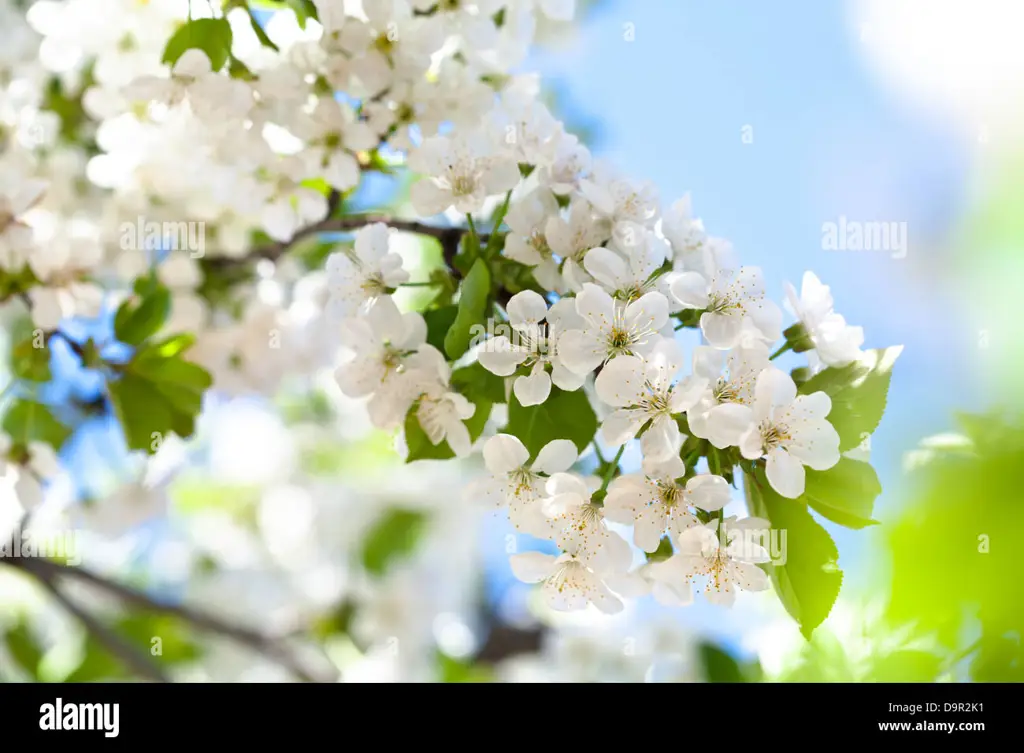 Gambar bunga sakura yang sedang mekar penuh