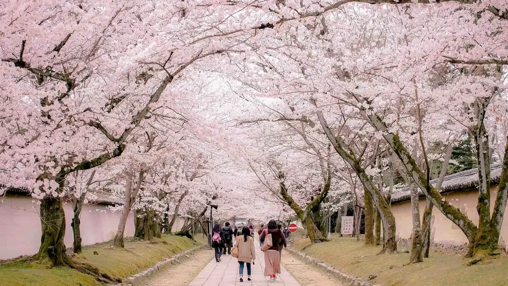 Bunga Sakura di Jepang