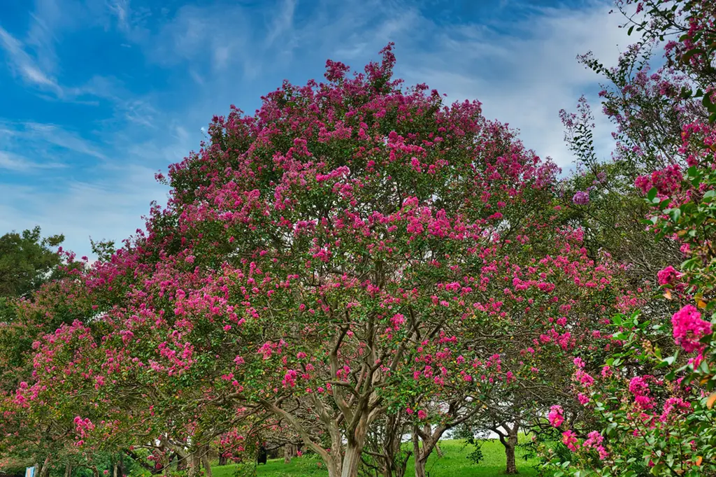 Bunga Sarusuberi di taman Jepang