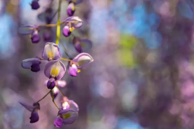 Bunga wisteria ungu yang sedang mekar di Indonesia