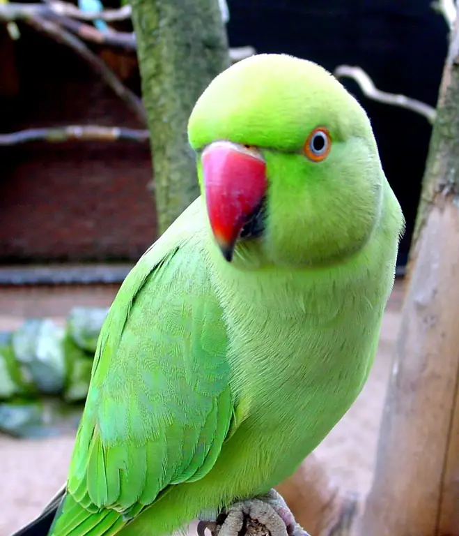 Burung beo hijau yang cantik