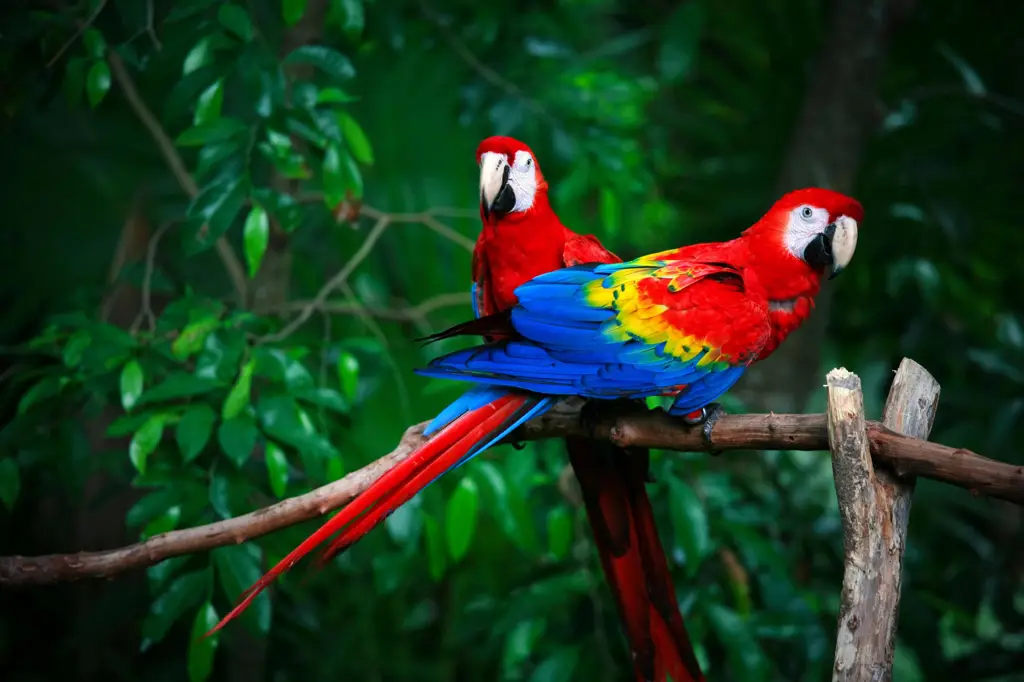 Burung beo yang berwarna-warni