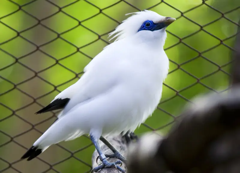 Burung di Bali