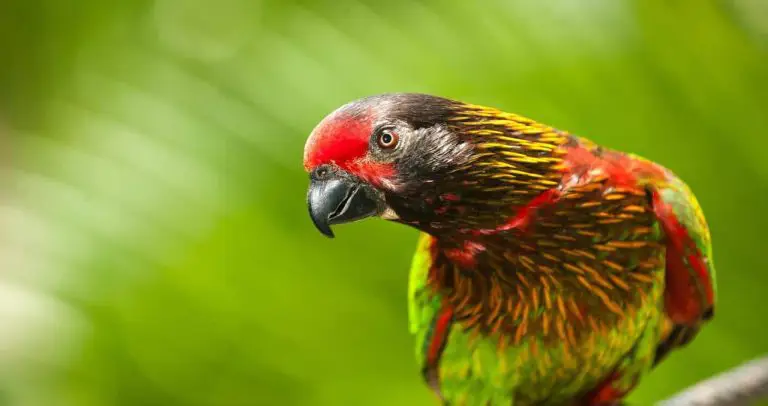 Pengamatan Burung di Bali