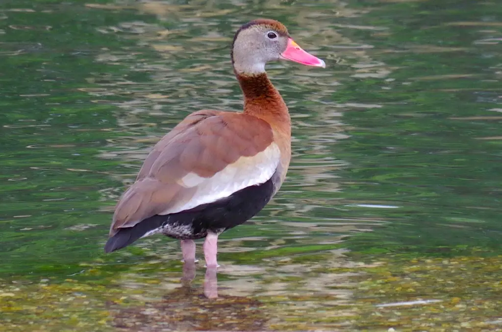 Berbagai jenis burung di Bermuda