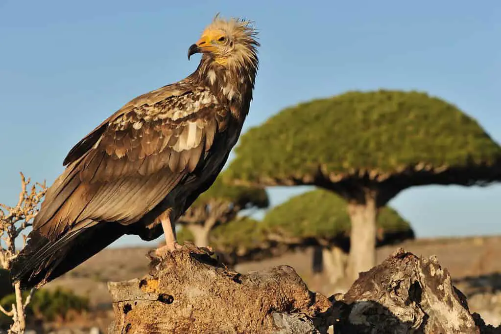 Berbagai jenis burung di Pulau Socotra