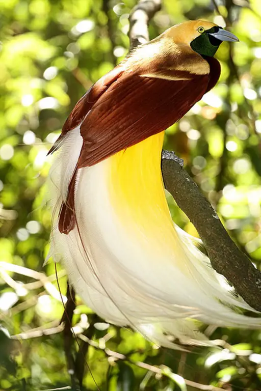 Burung-burung berwarna-warni