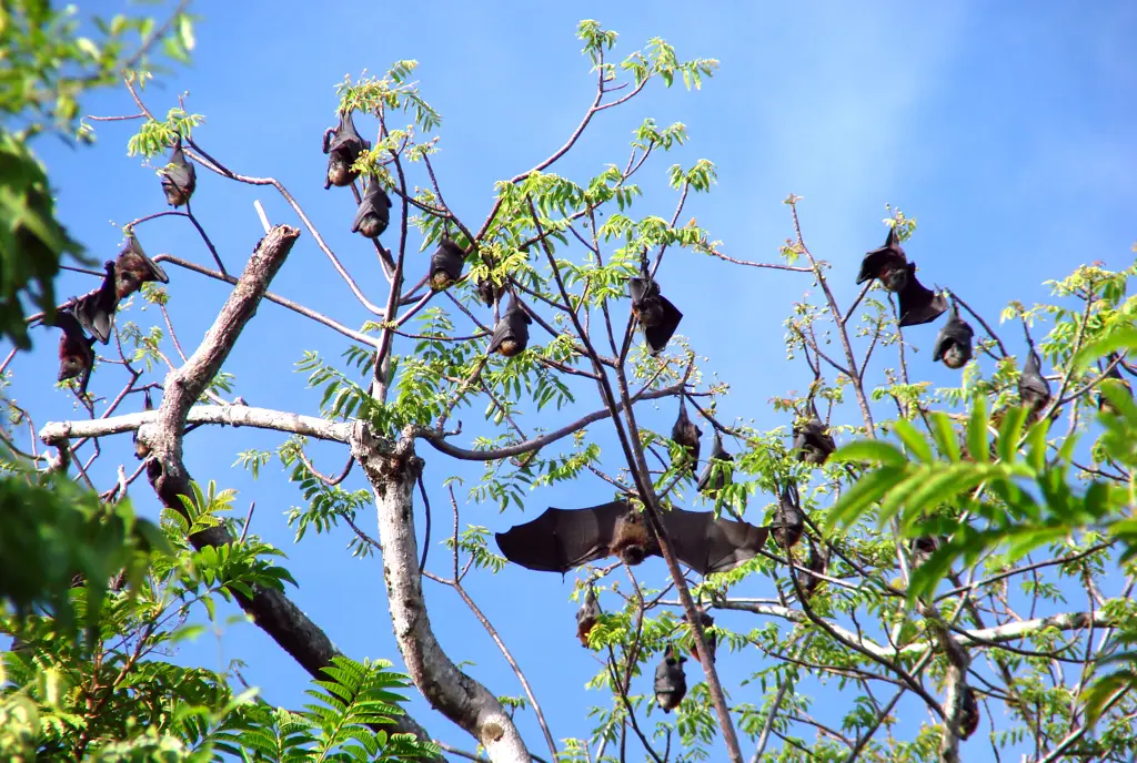 Berbagai jenis burung di Taman Nasional Amerika Samoa