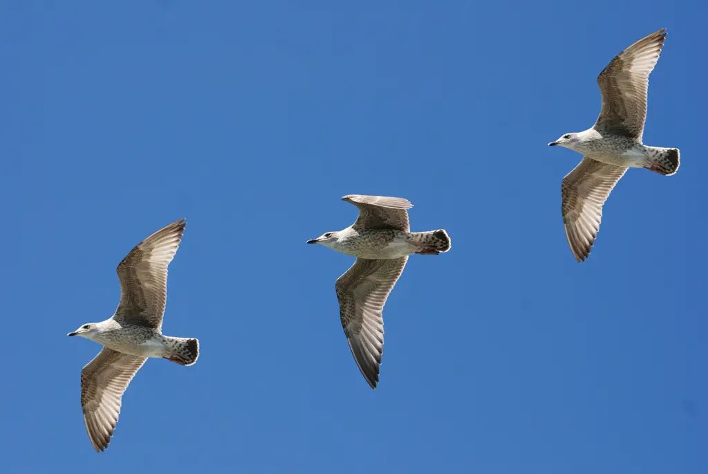 Burung sedang terbang di langit