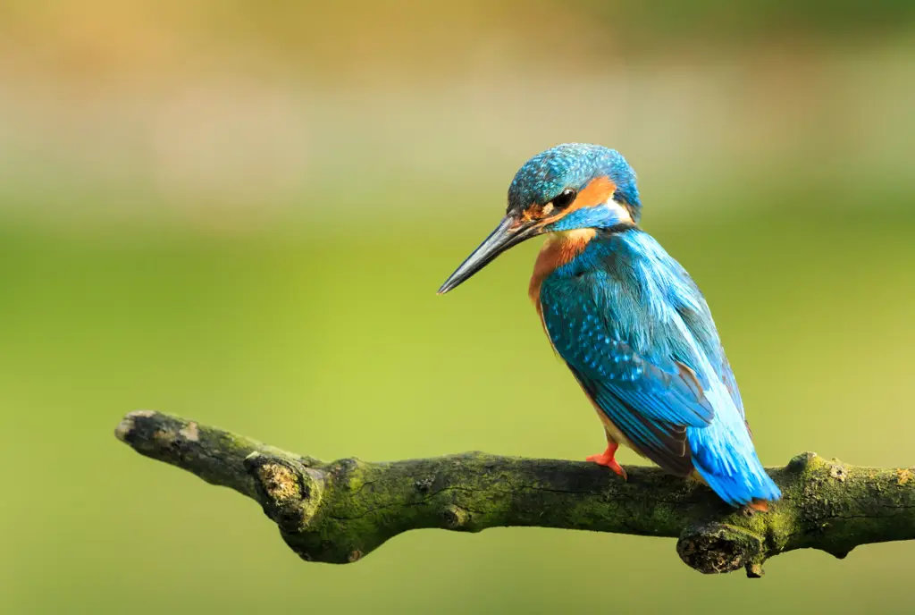 Berbagai jenis burung di Eropa