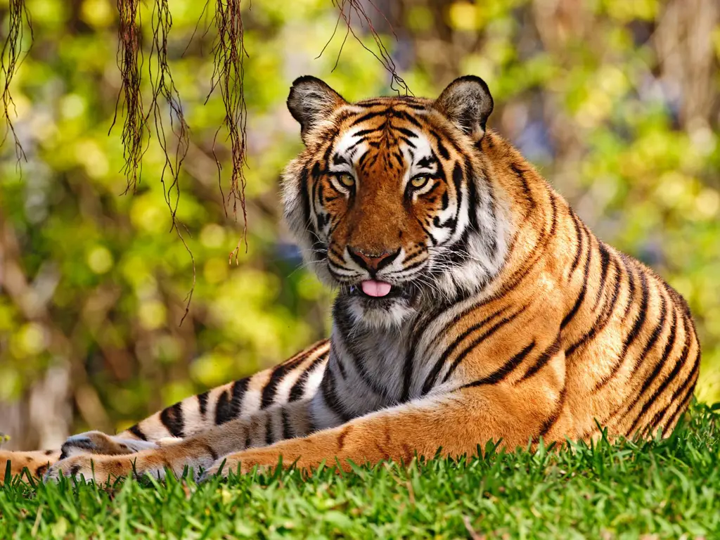 Harimau di habitat aslinya